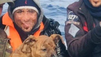 Policial adota cachorrinho que chegou de barco com dono imigrante e o salva da eutanásia