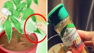 Canela em pó nas plantas! Você vai fazer o mesmo quando souber o que acontece