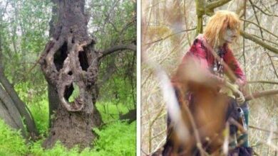 28 coisas muito incomuns que as pessoas encontraram nas florestas