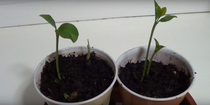 1751059815 445 como plantar sementes de limao para ter um limoeiro sementes-limao3