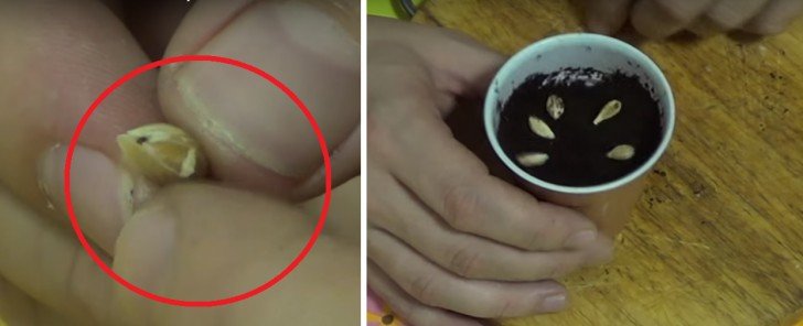 1751059815 921 como plantar sementes de limao para ter um limoeiro sementes-limao2