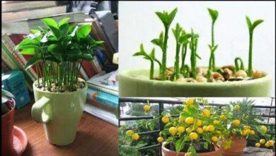 Como plantar sementes de limão para ter um limoeiro