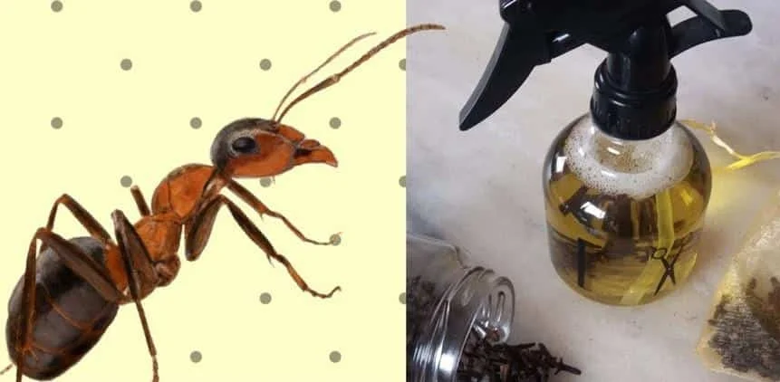 1751073368 354 10 solucoes caseira para acabar com as formigas da sua 10 soluções caseira para acabar com as formigas da sua casa