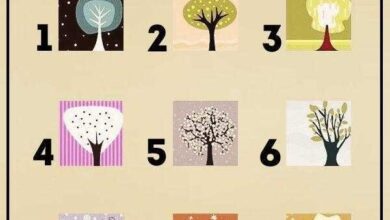 1751076898 escolha uma arvore e veja o que ela diz sobre Escolha uma ÁRVORE e VEJA o que ela diz sobre sua PERSONALIDADE r