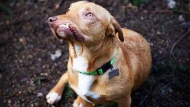 Cão levado para abrigo para ser sacrificado por conta de sua aparência é resgatado