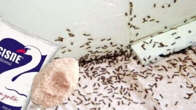 Dica para espantar formiga da cozinha e acabar de vez com esse problema