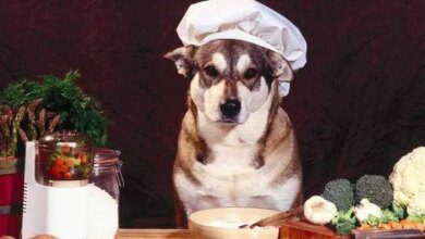 18 alimentos saudáveis que vão fortalecer a imunidade do seu cachorro ed