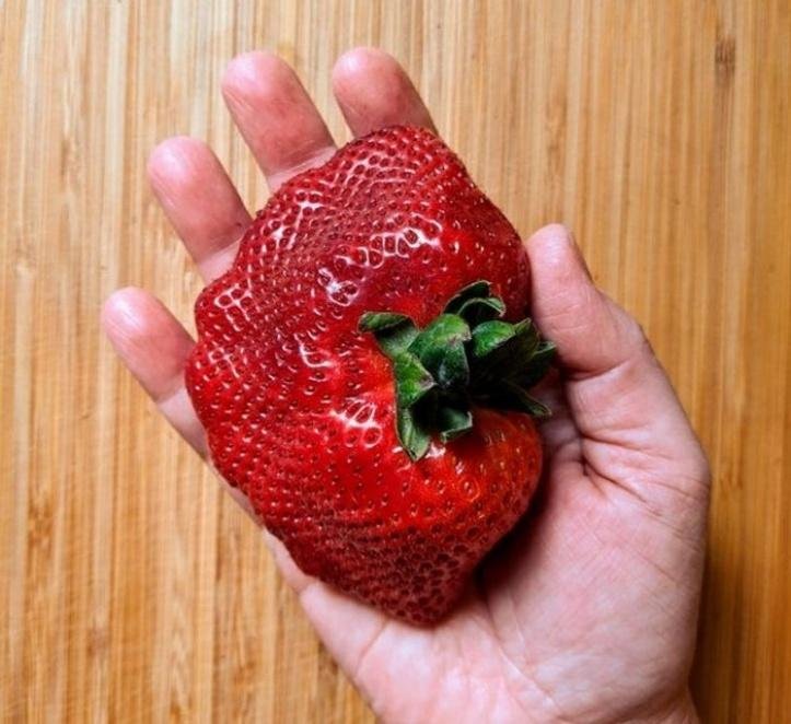 20 achados da natureza que possuem um tamanho bastante desproporcional blank
