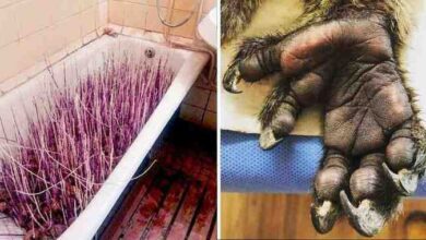 20 fotos fascinantes de coisas que não vemos todos os dias