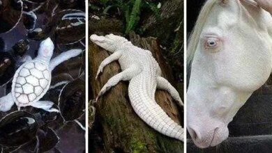 22 animais albinos que vão impressionar você para sempre