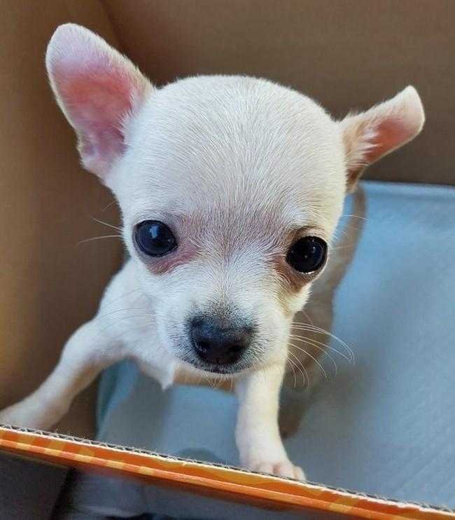 24 Fotos provando que os chihuahuas sao sim fofos e