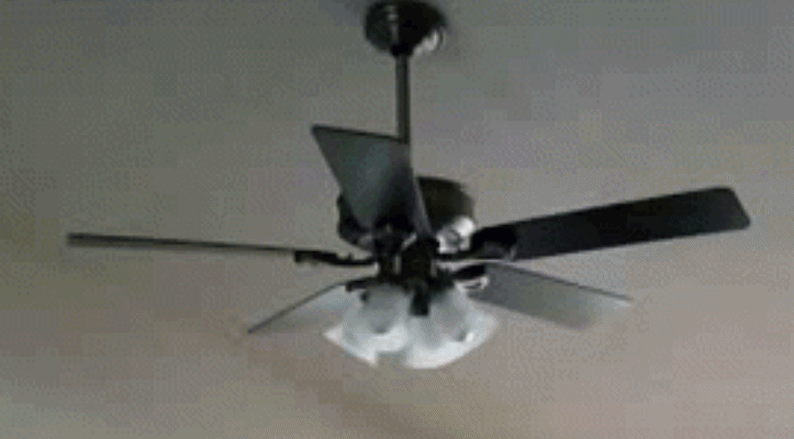 25 momentos em que pessoas e animais falharam de forma