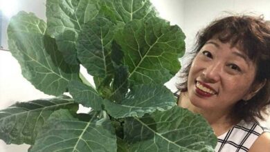 5 Dicas para Cultivar Couve em Vasos