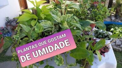 5 Plantas Perfeitas para Decorar seu Banheiro