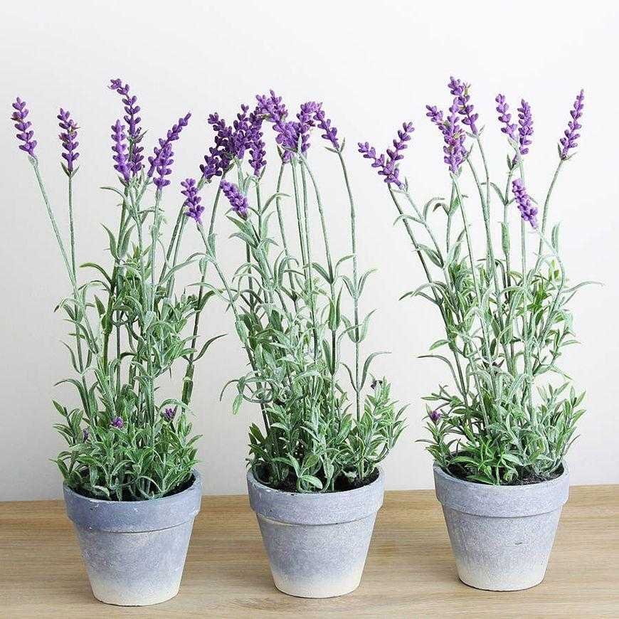 5 Plantas para ficar no seu quarto e ajudar voce blank