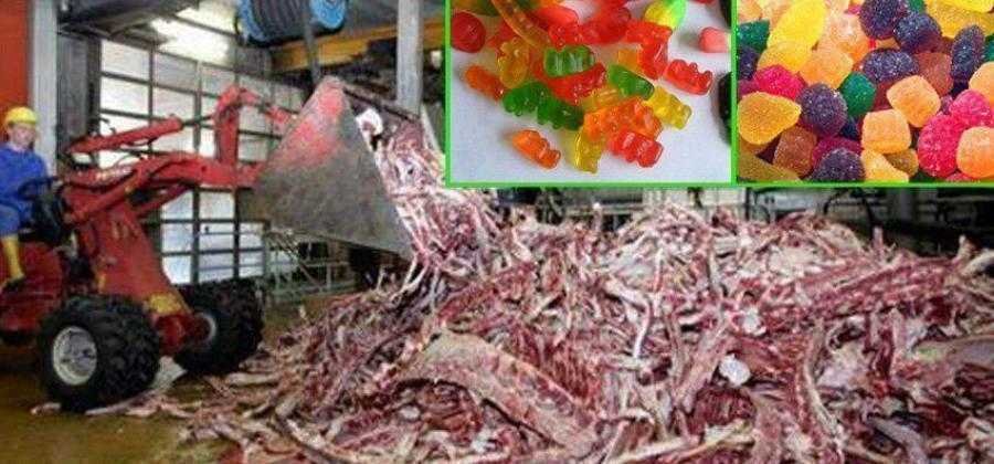 5 alimentos que voce jamais comeria se soubesse do que 5 Alimentos que você jamais comeria, se soubesse do que são feitos