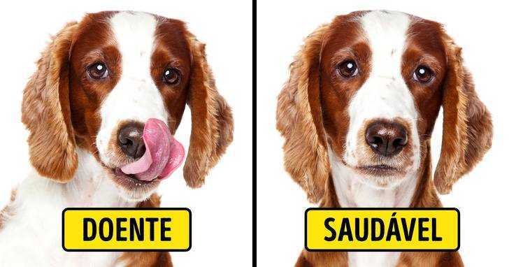 5 Sinais que indicam que seu pet precisa visitar o veterinário