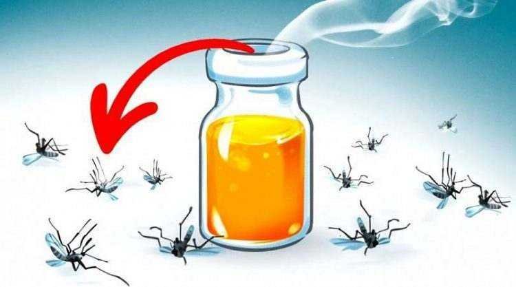 6 aromas que espantam os mosquitos 6 aromas que espantam os mosquitos