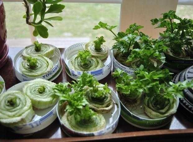 7 vegetais para voce plantar uma vez e que crescerem 7 vegetais para você plantar uma vez e que crescerem para sempre 4