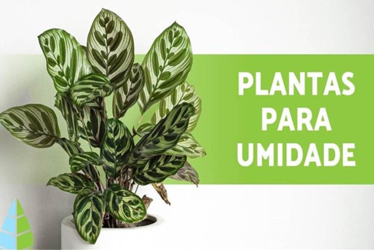 8 Plantas que absorvem umidade (nomes e cuidados)