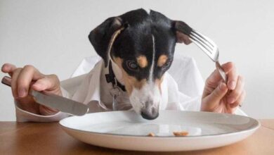 8 alimentos recomendados por veterinários que você precisa começar a dar ao seu cão!