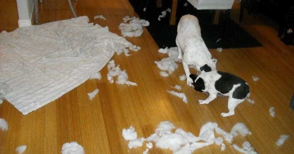 9 falhas que nenhum dono de cachorro deve cometer