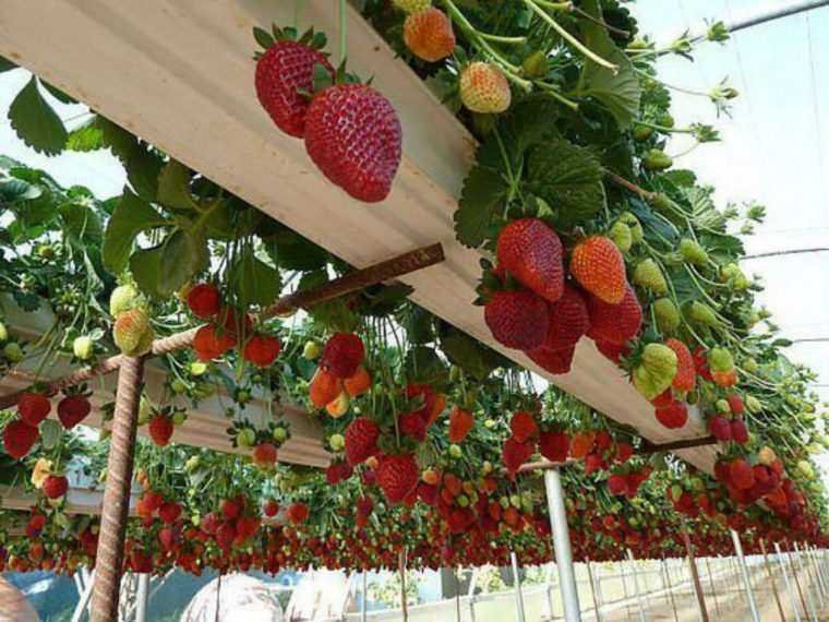 9 formas diferentes de cultivar morangos em casa 9 formas diferentes de cultivar morangos em casa