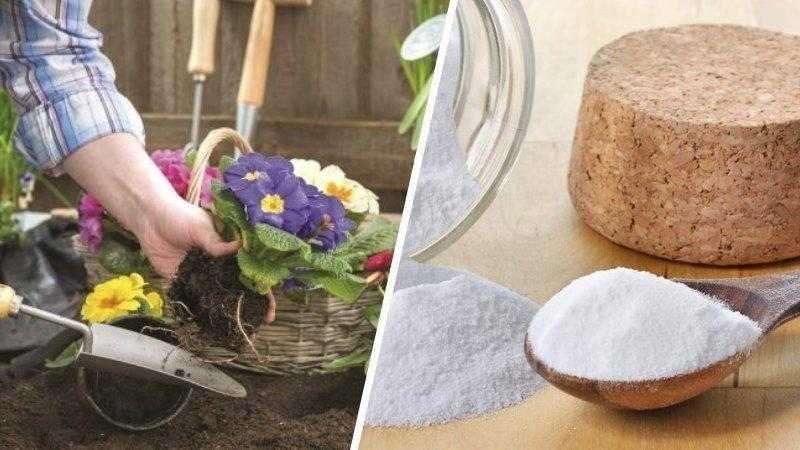 9 usos inteligentes que o bicarbonato pode ter na jardinagem Usos inteligentes que o bicarbonato pode ter na jardinagem