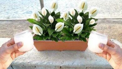 Adubo Caseiro Para Fazer Qualquer Planta Produzir Muitas Flores