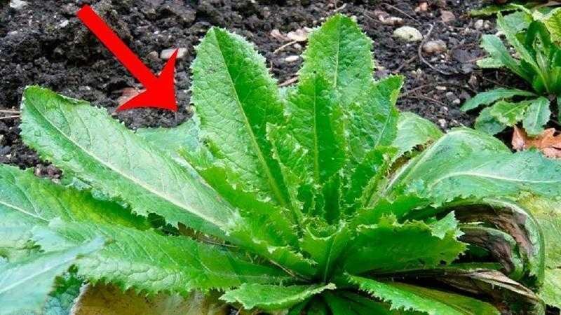 Alface selvagem é analgésico natural d