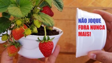 Aprenda A Plantar Morango No Marmitex E Colha Todos Os Dias