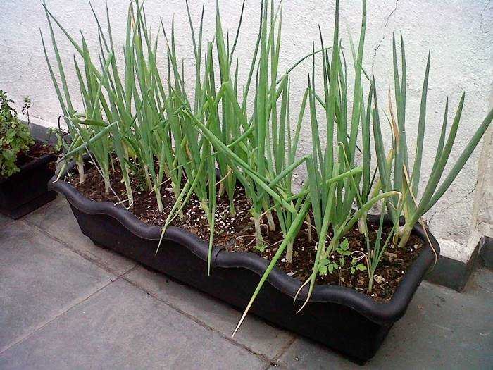 Aprenda como plantar cebolinha de forma prartica como-plantar-cebolinha