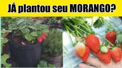 CORRE porque a ÉPOCA dos MORANGOS É AGORA – Veja Como Produzir os Morangos Gigantes