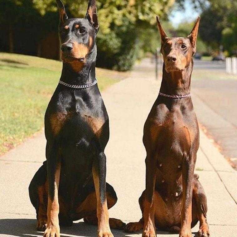 Cao agarra a bebe pela fralda e arrasta a pelo quintal