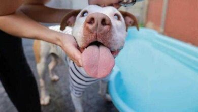 Cão cego chora quando é deixado sozinho. Até que alguém encontra uma solução perfeita