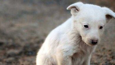 Cão foi abandonado por sua dona. Mas o que ele fez, irá fazer todos repensarem sobre o abandono de animais.