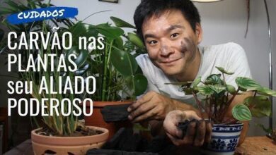 Carvão Para Suas Plantas – Seu Grande Aliado