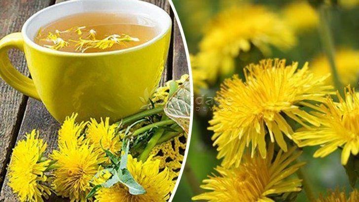 Chá de Dente de leão: trata diabetes, fígado gordo e muito mais