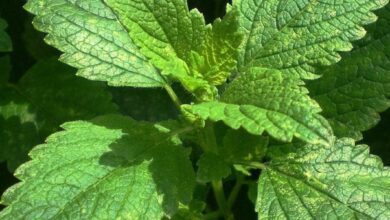 Chá de erva-cidreira: 5 benefícios e a forma certa de fazer