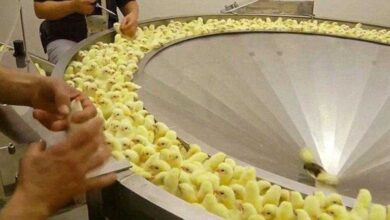 Chocante: o que está por trás da criação de frangos - o extermínio de pintinhos!