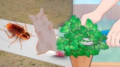 Coloque esta planta na sua casa e logo todos os ratos e baratas vão desaparecer