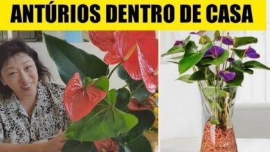 Como Cultivar Anturio na Agua Sem o Risco de Criar Pernilongos