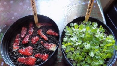 Como Germinar Morango da Forma Mais Fácil do Mundo