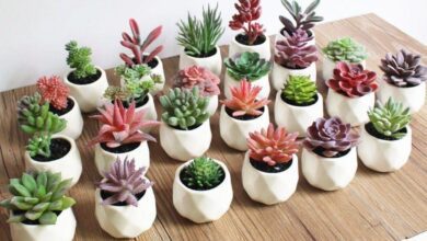 Como Ter Cactos, Plantas e Suculentas Sempre Lindas e Livre de Pragas