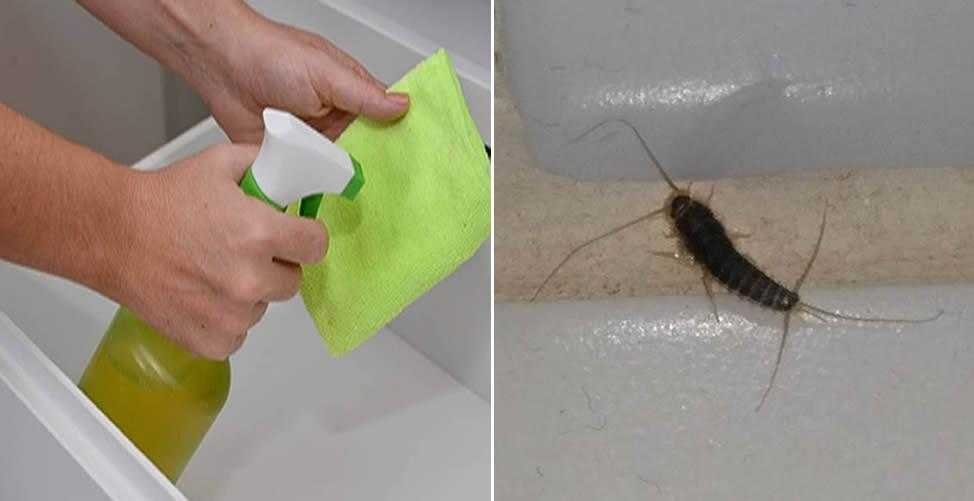 Como acabar com as tracas definitivamente Como acabar com as traças definitivamente d