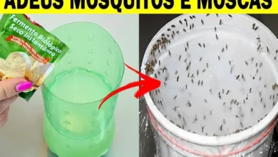 Click Bolso Receitas