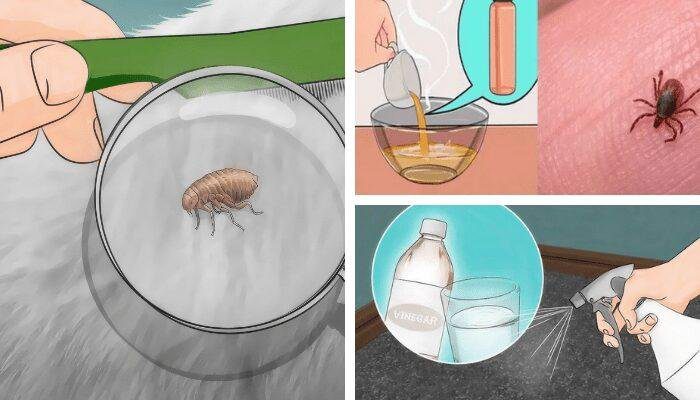 Como Acabar Com Pulgas E Carrapatos Usando O Que Tem Em Casa? | Bau Das ...