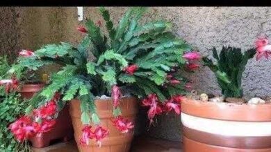 Como cuidar e plantar flor de maio Como cuidar e plantar flor de maio