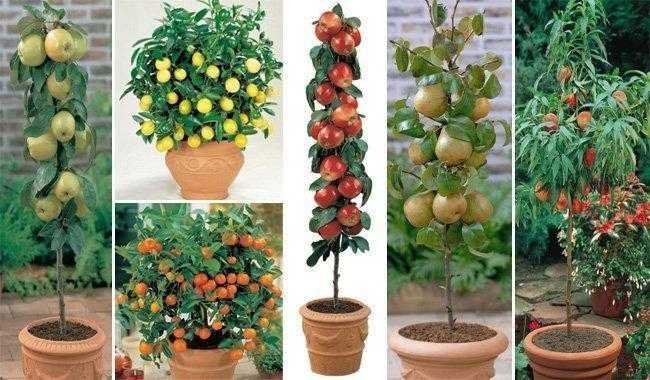 árvores frutíferas árvores frutíferas