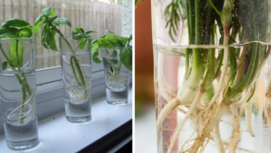 Como enraizar plantas na água para fazer mudas